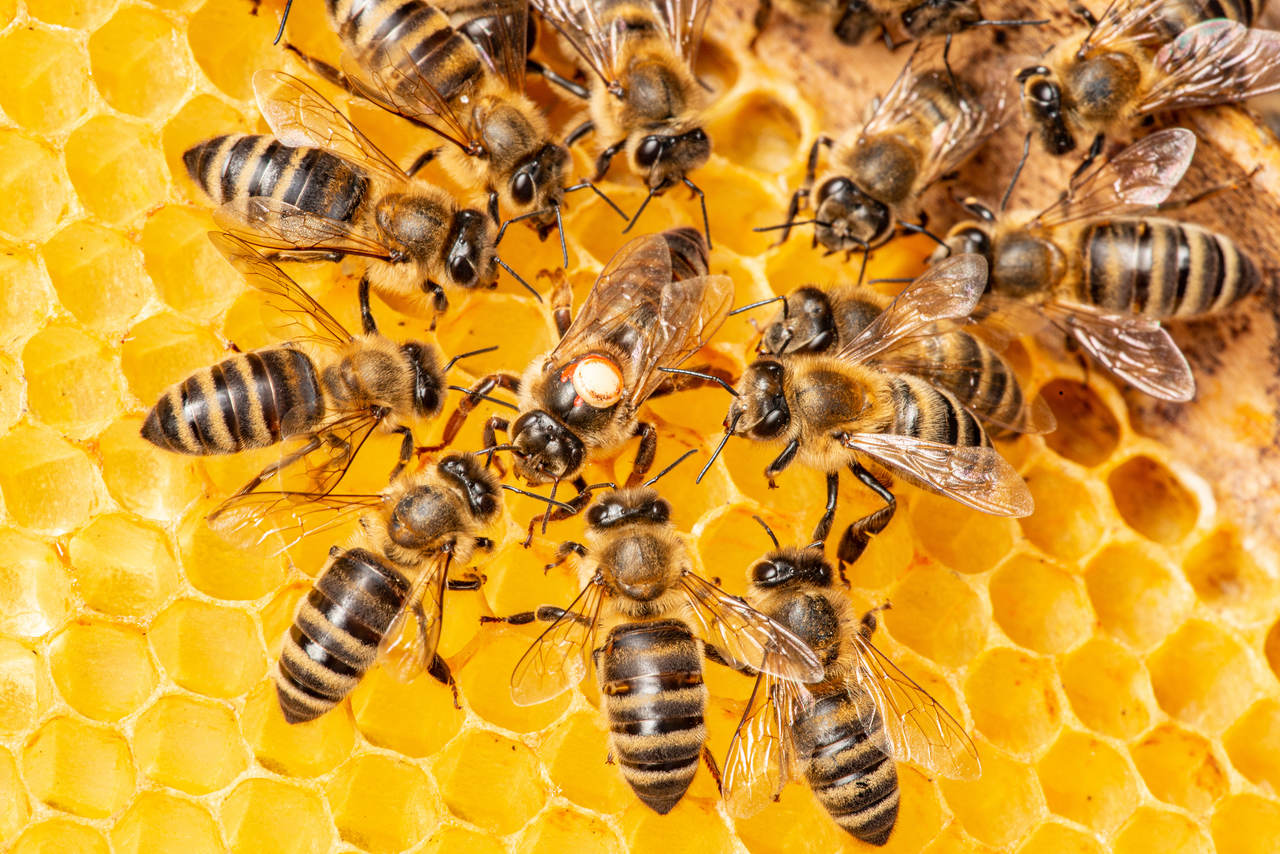 tratamento vacina alergia a picada de abelhas